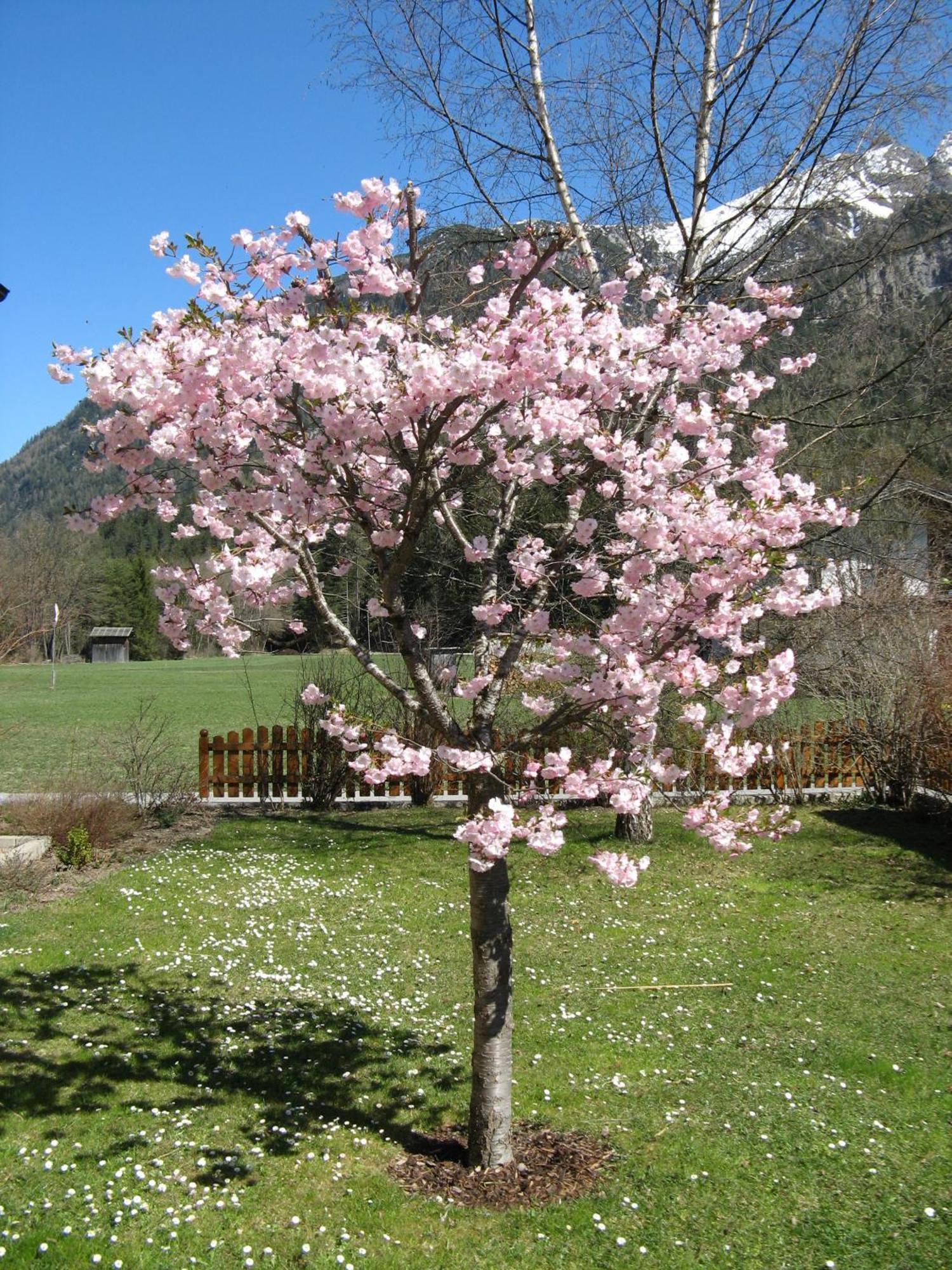 Ferienwohnungen Schlichtherle Bach  Extérieur photo